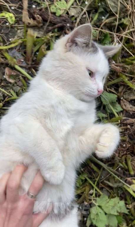 Кошки в Ивантеевке: Отдам в добрые руки ласкового котика Мальчик, 1 руб. - фото 1