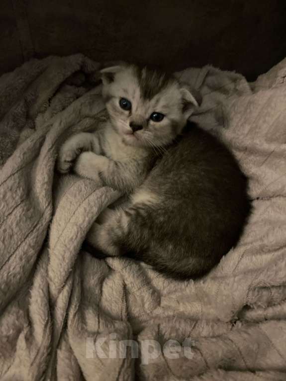 Кошки в Оренбурге: Шотландский вислоухий котенок Мальчик, 6 000 руб. - фото 2