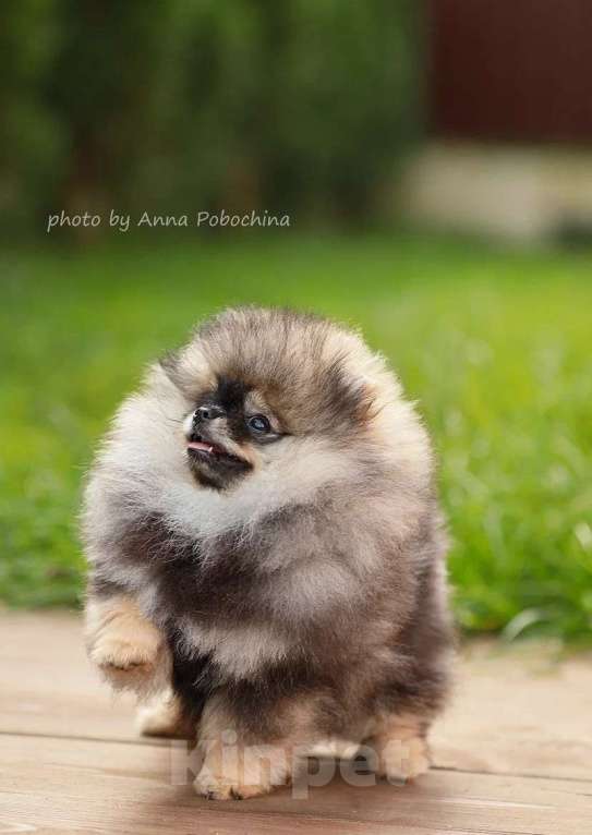 Собаки в Долгопрудном: Щенки померанского шпица  Девочка, 150 000 руб. - фото 2
