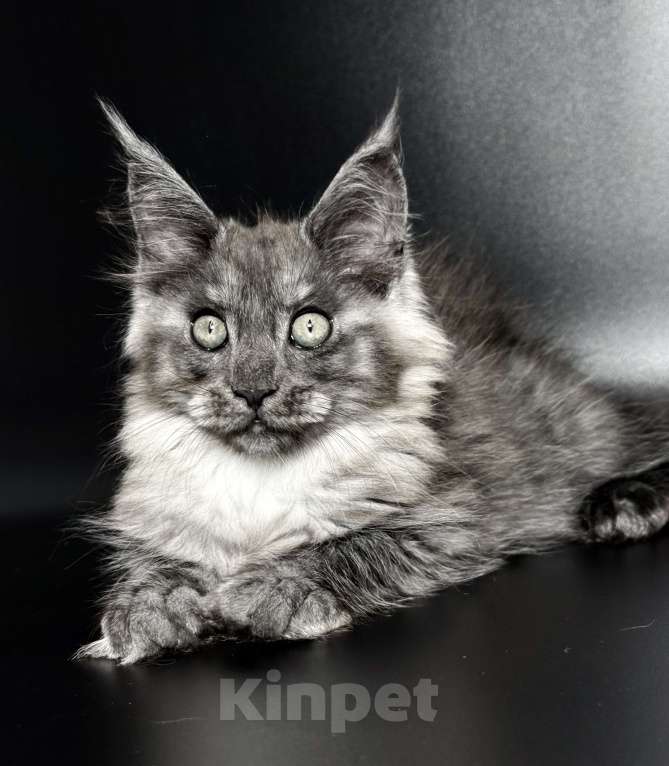 Кошки в других городах Московской области: Дымчатая красотка Девочка, 50 000 руб. - фото 6