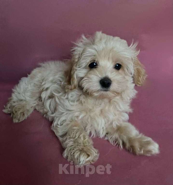 Собаки в Москве: Мальтипу f1девочка нежная карамель Девочка, 70 008 руб. - фото 3