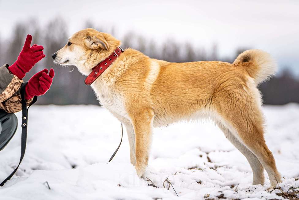 Собаки в Клине: Хлоя - милая собачка Девочка, Бесплатно - фото 4