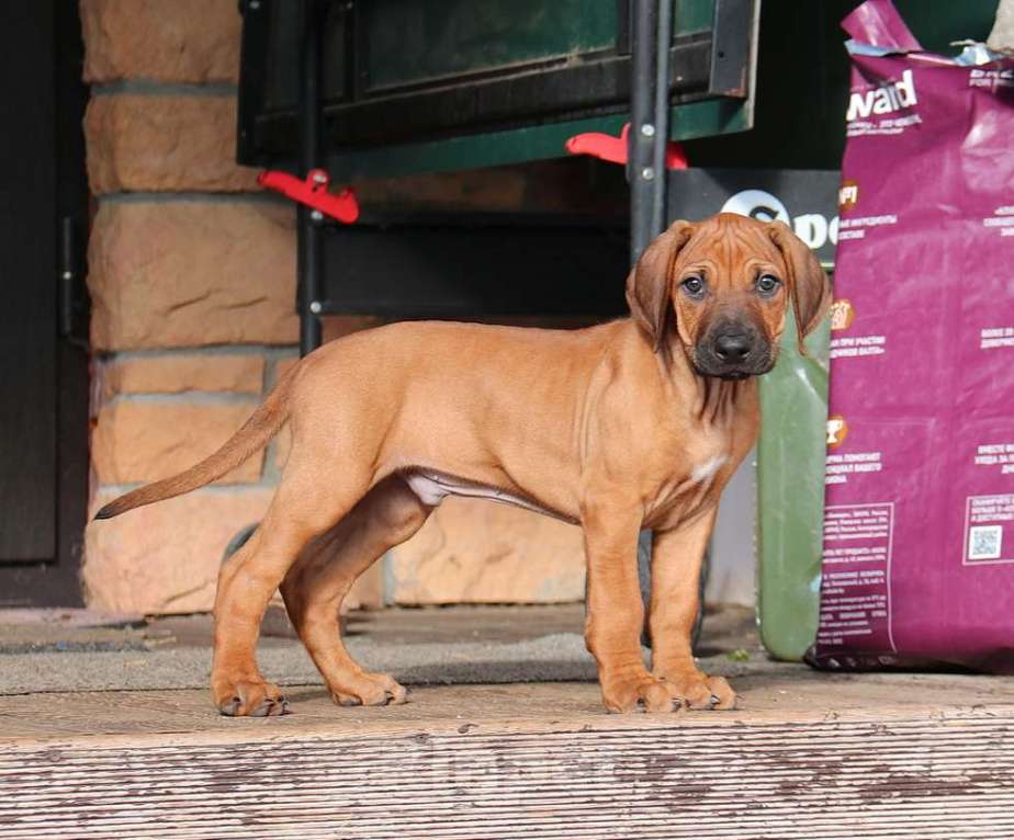 Собаки в Москве: Щенки родезийского риджбека Мальчик, 45 000 руб. - фото 2