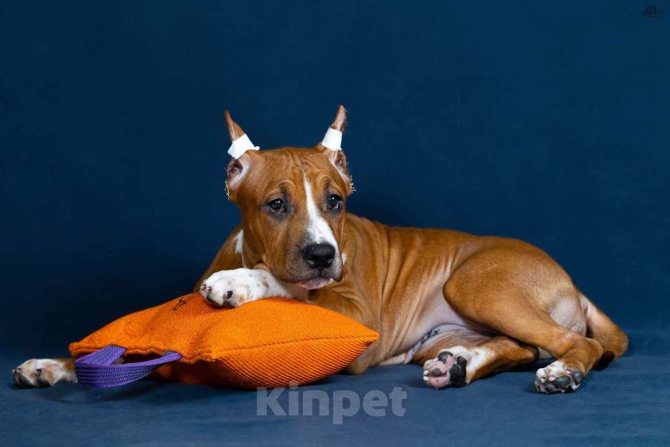 Собаки в Красногорске: Девочка 6 Девочка, Бесплатно - фото 4