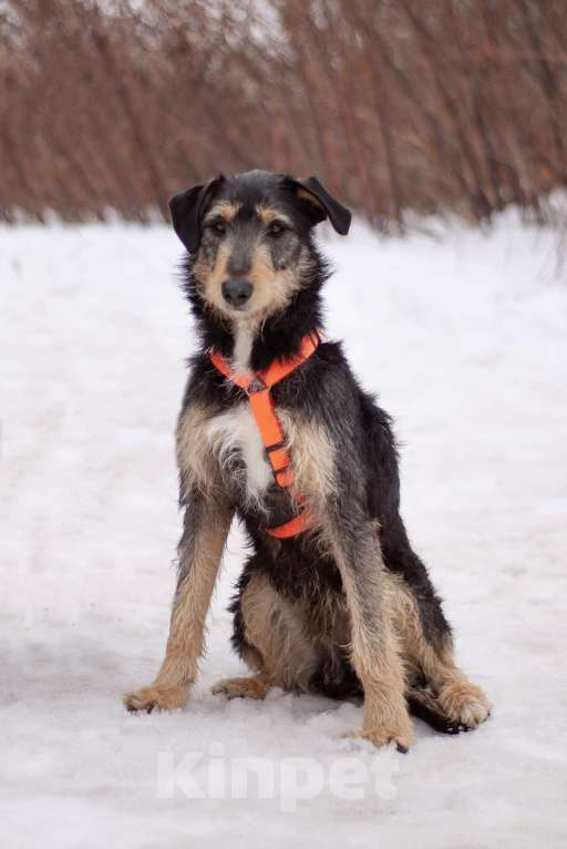 Собаки в Москве: Чуткий, нежный Освальд в поисках своей семьи Мальчик, Бесплатно - фото 3