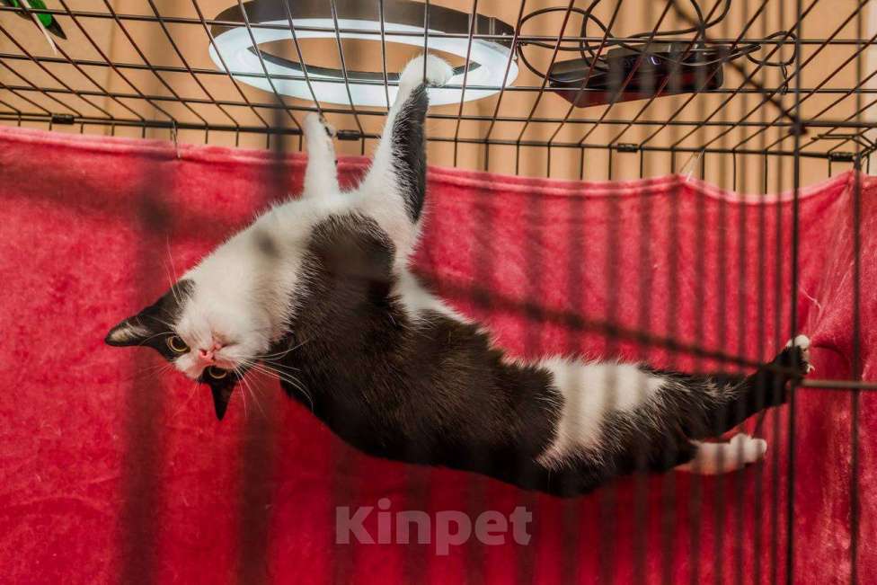 Кошки в Москве: сначала наблюдает, а потом выбирает Девочка, Бесплатно - фото 3