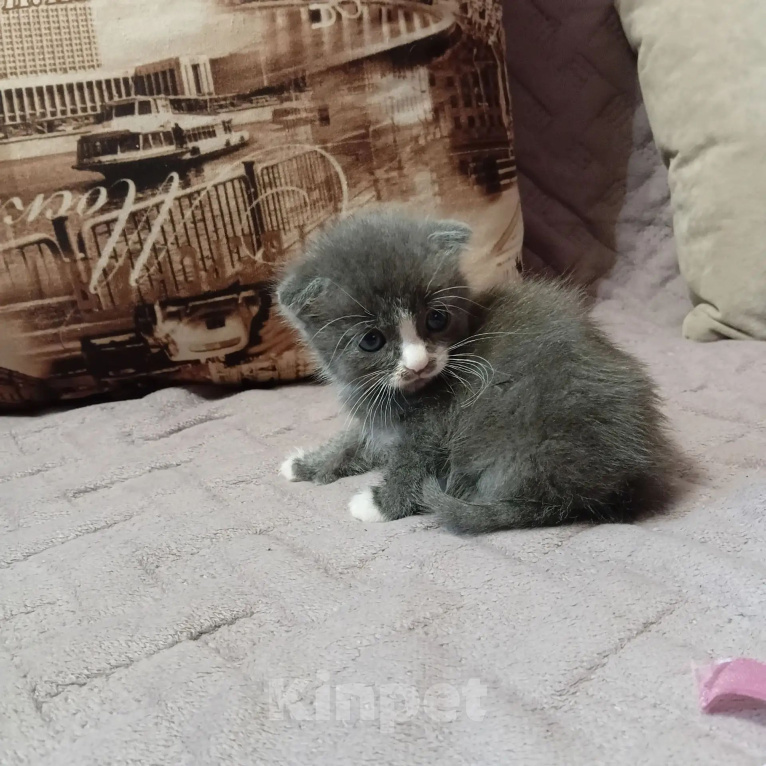 Кошки в Симферополе: Продаётся котенок Мальчик, 500 руб. - фото 2