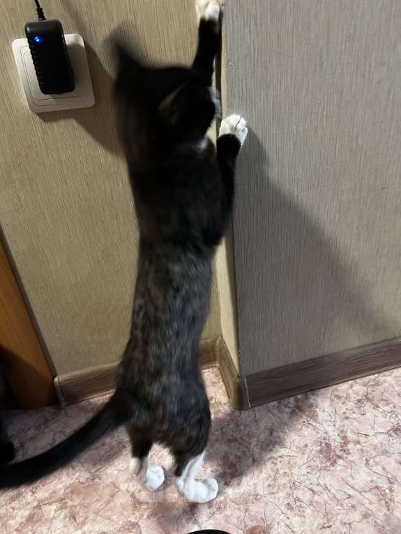 Кошки в Находке: Кошка бесплатно в добрые руки Девочка, Бесплатно - фото 2