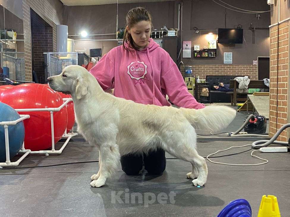 Собаки в Ставрополе: Золотистый ретривер-титулованный кобель на вязку Мальчик, 45 000 руб. - фото 3