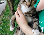 Кошки в Санкт-Петербурге: Ласковый котёнок на улице ! Мальчик, Бесплатно - фото 2