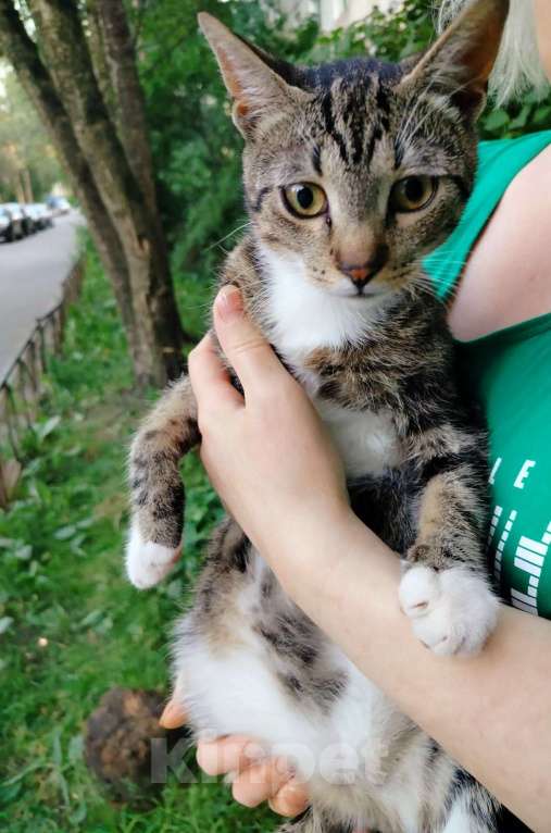 Кошки в Санкт-Петербурге: Ласковый котёнок на улице ! Мальчик, Бесплатно - фото 2