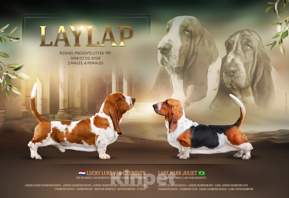 Собаки в Казани: Бассет хаунда щенки Разнополые, 100 руб. - фото 1