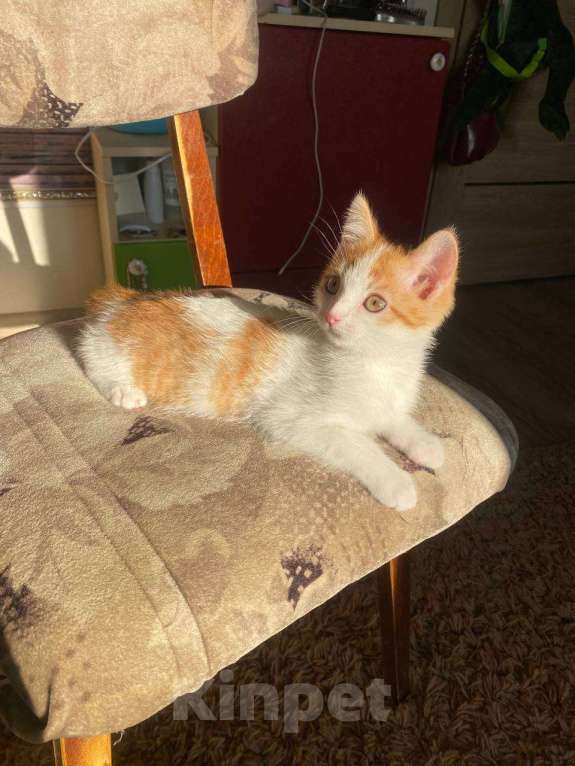 Кошки в Тюмени: Солнечные малыши ищут дом Мальчик, Бесплатно - фото 7