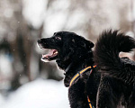 Собаки в Москве: Небольшая черная собачка Эльза в добрые руки Девочка, 1 руб. - фото 10