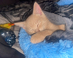 Кошки в Перми: котенок в добрые руки Мальчик, Бесплатно - фото 2