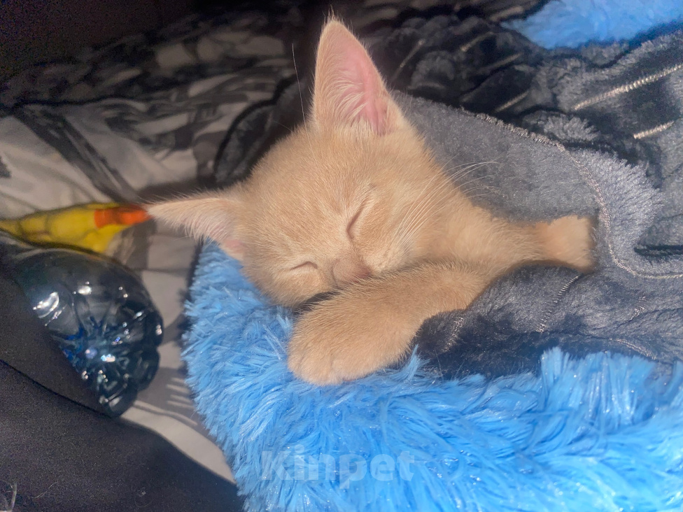 Кошки в Перми: котенок в добрые руки Мальчик, Бесплатно - фото 2