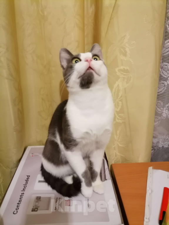 Кошки в Долгопрудном: Взрослый кот вязка Мальчик, Бесплатно - фото 5