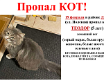 Кошки в Симферополе: Пропал КОТ! 19 февраля в районе ДКП (ул. Полевая) пропал кот! ТЕОДОР (5 лет) домашний кот Мальчик, Бесплатно - фото 1