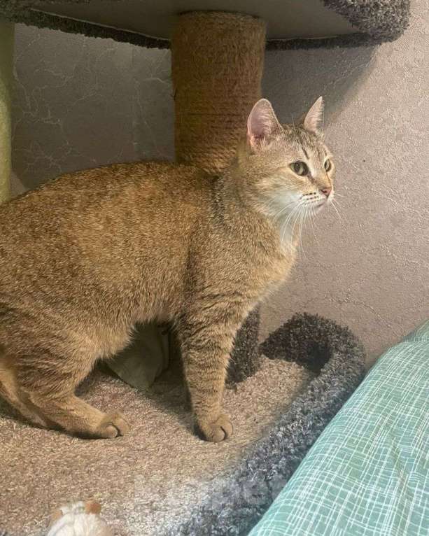 Кошки в Москве: Пухле грозит улица  Девочка, Бесплатно - фото 3