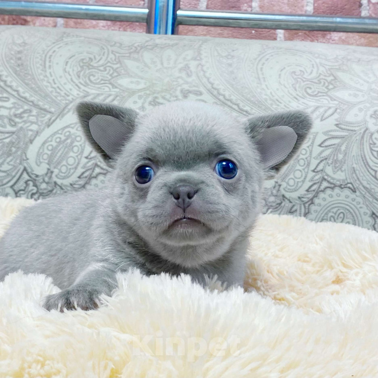 Собаки в Москве: Щенки чихуахуа  Девочка, Бесплатно - фото 1