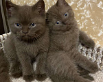 Кошки в Новороссийске: Британские котята в редких окрасах  Девочка, 35 000 руб. - фото 2