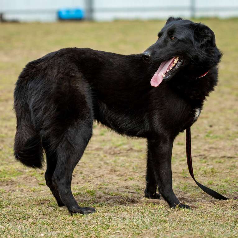 Собаки в Москве: Вальтер Мальчик, Бесплатно - фото 8