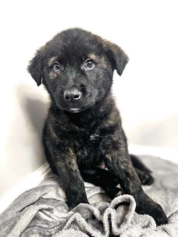 Собаки в Санкт-Петербурге: Чудесные щенки мальчик и девочка метисы лабрадора в дар Мальчик, 10 руб. - фото 1