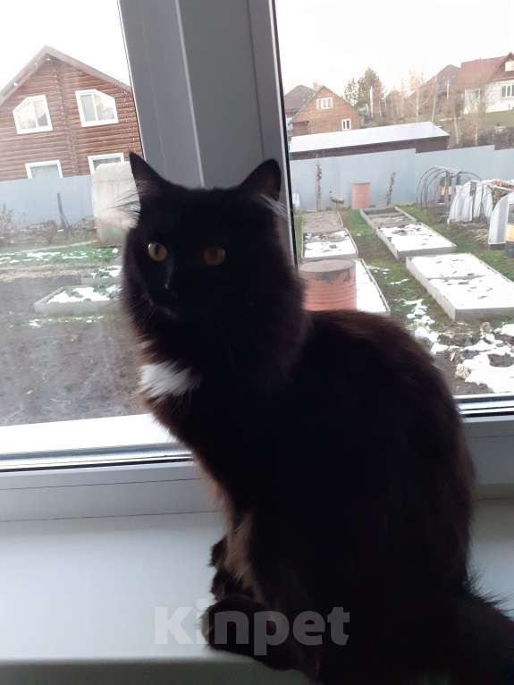 Кошки в Томске: Отдам кошку Девочка, Бесплатно - фото 1