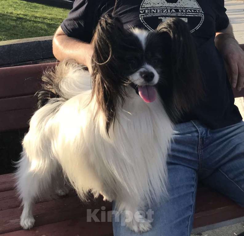 Собаки в Ярославле: Элитные щенки папийона Мальчик, 50 руб. - фото 6