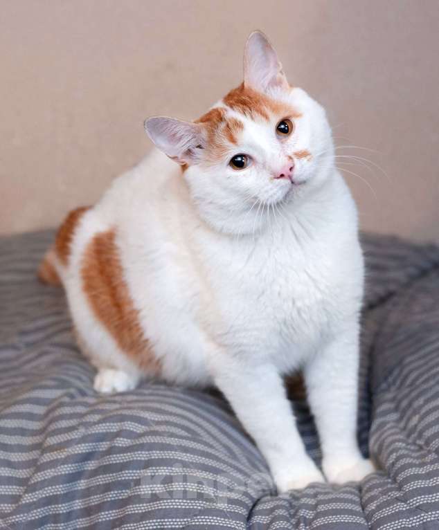 Кошки в Москве: Спокойный и ласковый бесхвостый кот Грек в дар Мальчик, 10 руб. - фото 3