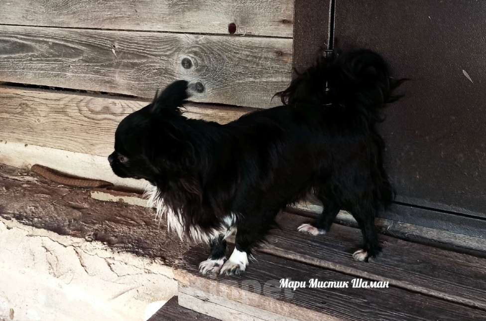Собаки в Санкт-Петербурге: Шаман черный с белым длинношерстный чихуахуа Мальчик, 70 000 руб. - фото 6