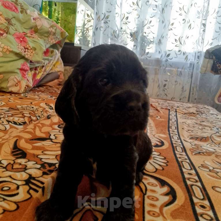 Собаки в Омске: Русский спаниэль Девочка, 8 000 руб. - фото 9