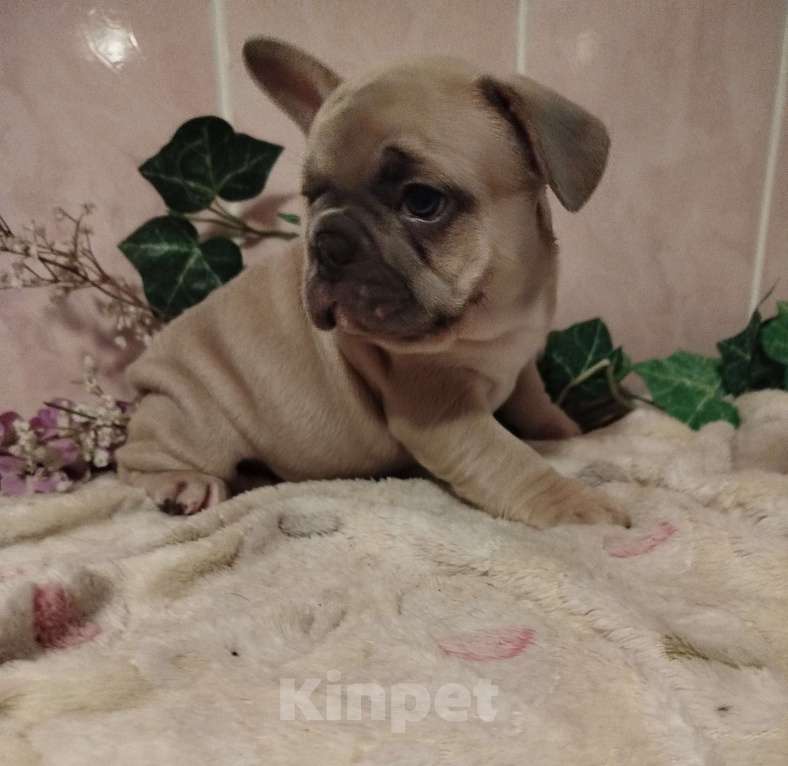 Собаки в Москве: Милый малыш французский бульдог. Мальчик, 70 000 руб. - фото 2