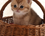 Кошки в Ликино-Дулево: Шотландский котята  Мальчик, 30 000 руб. - фото 1
