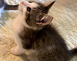 Кошки в Москве: Котенок-девочка, 2,5 месяца Девочка, 1 000 руб. - фото 2