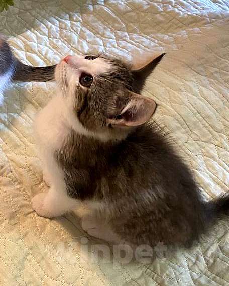 Кошки в Москве: Котенок-девочка, 2,5 месяца Девочка, 1 000 руб. - фото 2