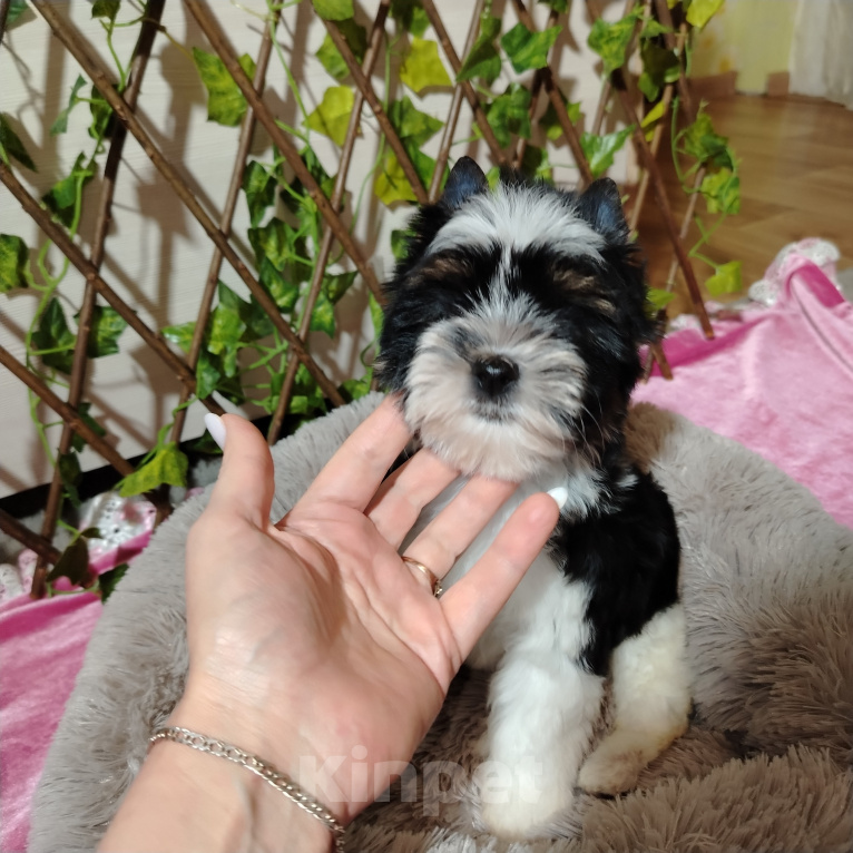 Собаки в Москве: Щенки бивер йорка Девочка, 85 000 руб. - фото 10