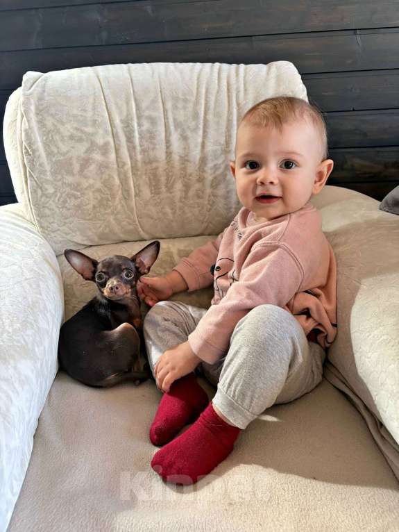 Собаки в Волгограде: Девочка горький шоколад - мини Девочка, 45 000 руб. - фото 1