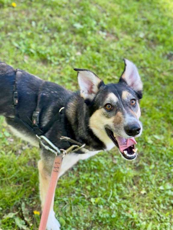 Собаки в Москве: Мира - ласковая собака из приюта Девочка, Бесплатно - фото 3