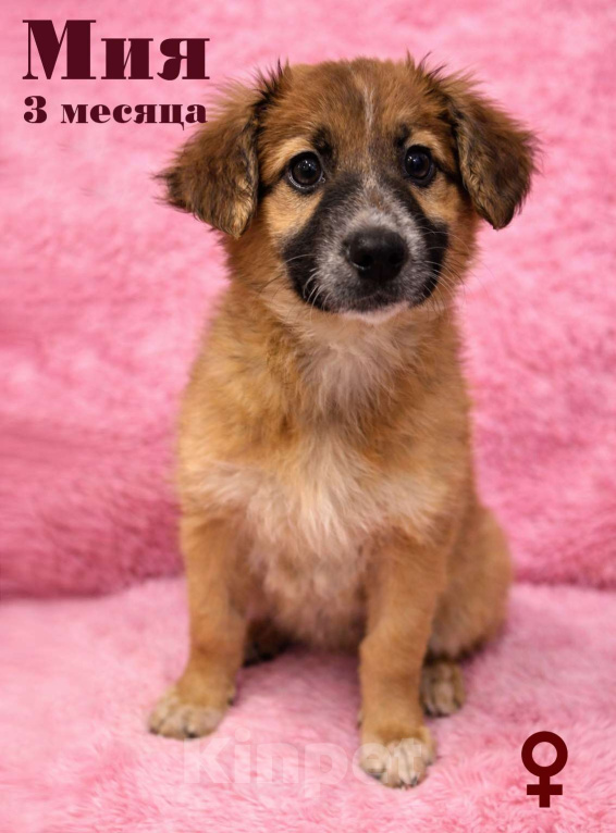 Собаки в Москве: Малышка Мия ищет дом Девочка, Бесплатно - фото 1