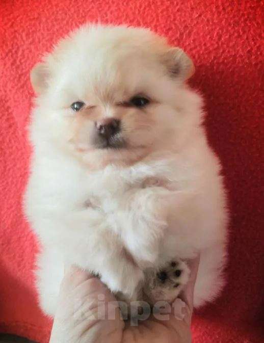 Собаки в Москве: Шпиц mini из питомника Девочка, Бесплатно - фото 5