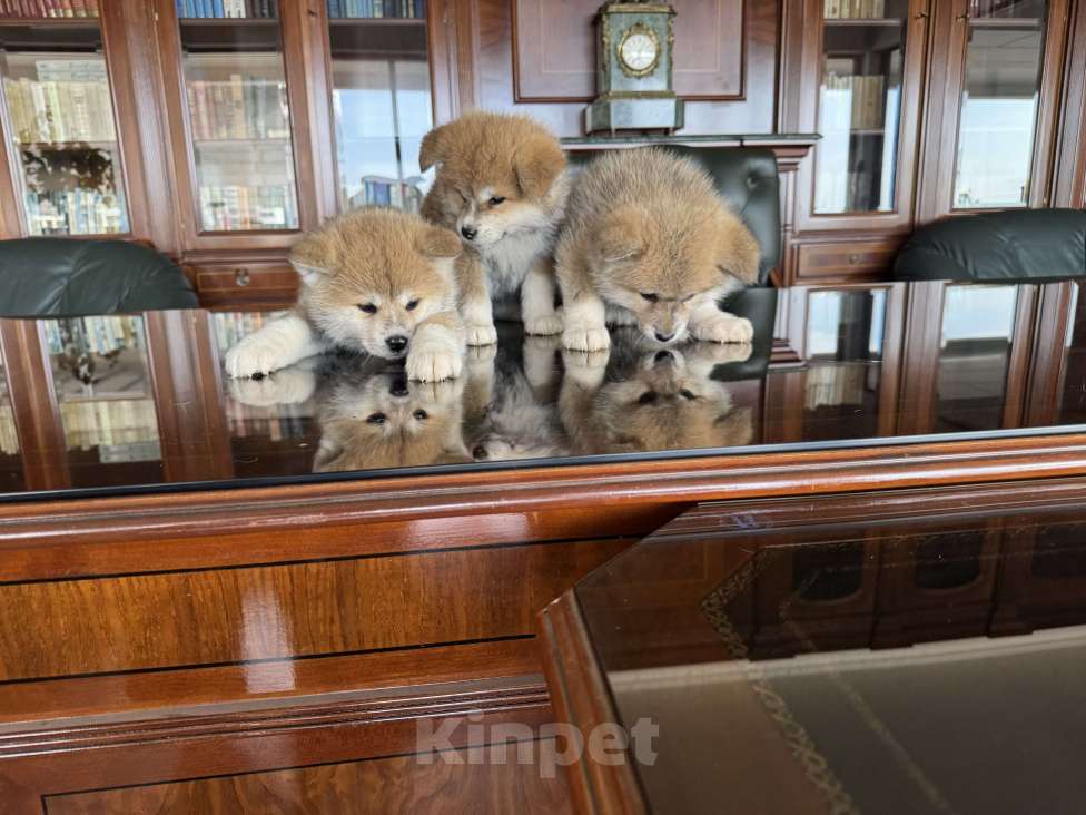 Собаки в Краснодаре: Щенок Акита ину (17.02.25) Девочка, 25 000 руб. - фото 3