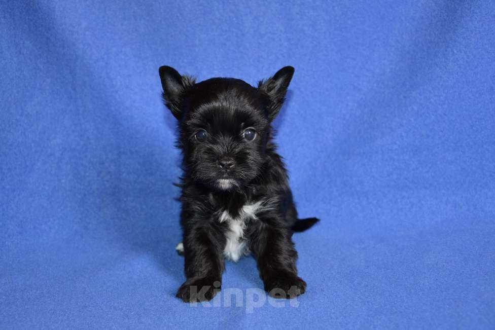 Собаки в Москве: Щенки цветного йорка-черный жемчуг  Девочка, 50 000 руб. - фото 4