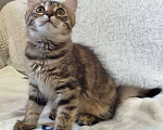 Кошки в Москве: Маленькая полосатая кото-рысь ищет дом Девочка, 10 руб. - фото 2