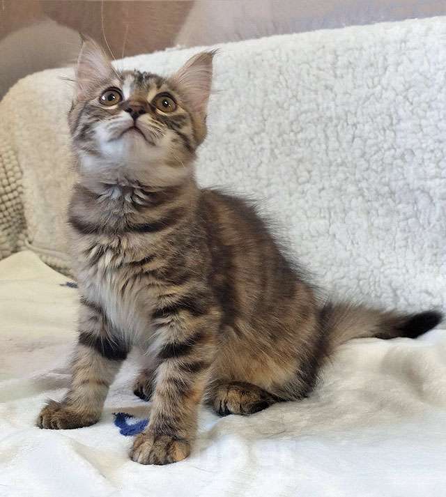 Кошки в Москве: Маленькая полосатая кото-рысь ищет дом Девочка, 10 руб. - фото 2