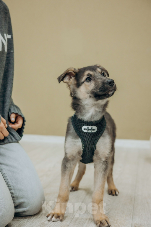 Собаки в Москве: Щенок Абай ищет дом  Мальчик, Бесплатно - фото 4