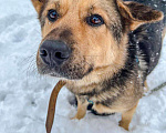 Собаки в Москве: Актай из Приюта Солнцево в добрые руки Мальчик, Бесплатно - фото 2