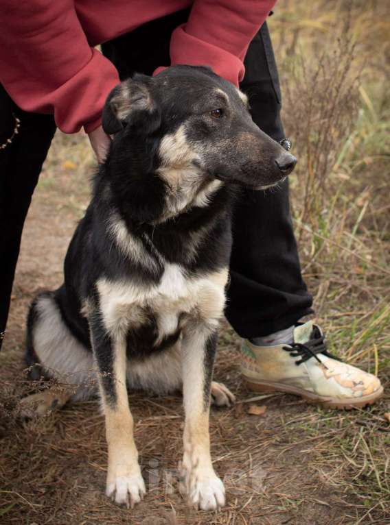 Собаки в Раменском: Хорошей девочке -хорошие руки Девочка, Бесплатно - фото 4