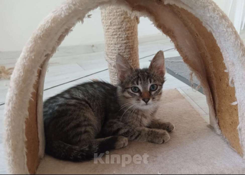 Кошки в Саранске: Котенок Мурзик ищет дом!  Мальчик, Бесплатно - фото 1