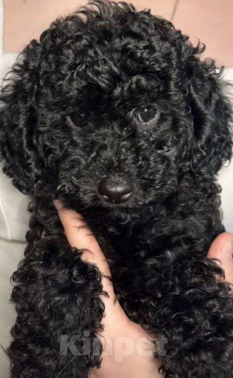 Собаки в Чайковском: Щенки той пуделя Разнополые, 30 000 руб. - фото 1